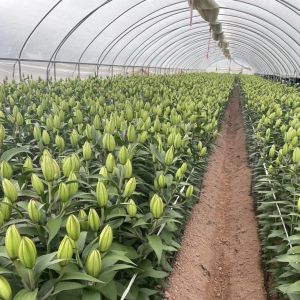 China Film Cover Material Agriculture Tunnel Greenhouse Solution for Large Crop Production on sale