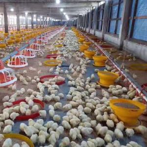 1.5L 3L Plastic Automatic Water Feeder For Chickens