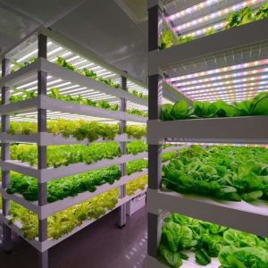 Greenhouse Hydroponics Fodder Container Systems Customization for Optimal