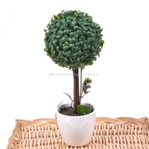 Mini Potted Plants for Sale