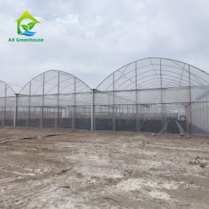 Multiple Span Plastic Greenhouse With Whole Systems