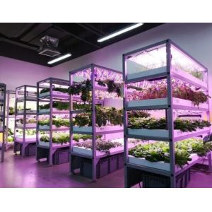 Steel Cover Hydroponic Vertical Farming Container Greenhouse with Advanced
