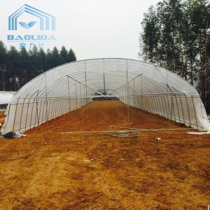 Single Span Plastic Tunnel Greenhouses Polyethylene Film Greenhouse For