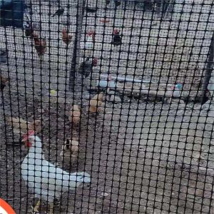 Chinese Design Style Biaxial Geogrid Fence for Chicken Roadbed Roadbed Load