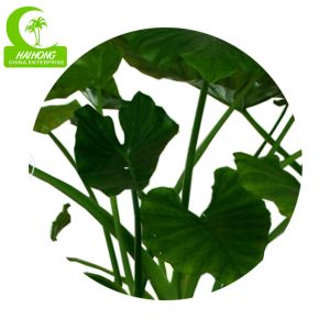 High Simulation Natural Elephant's Ear Plant With Beautiful Pots