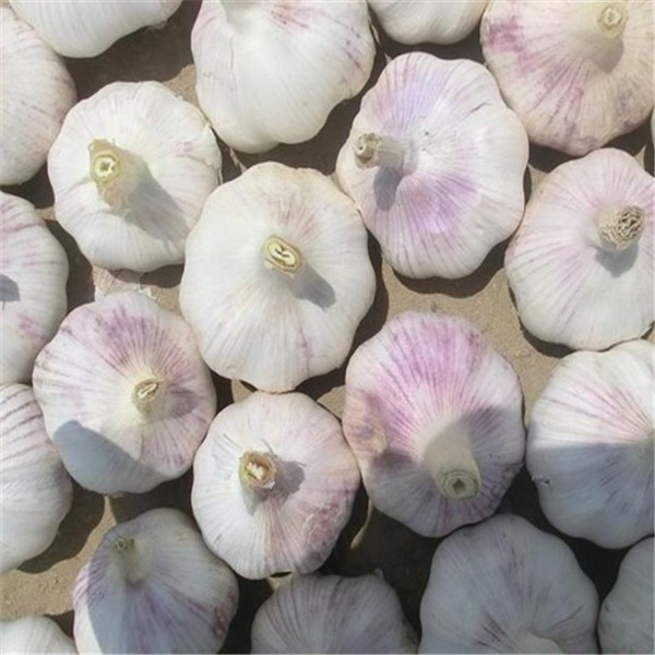 Buy 2017 NEW CROP FRESH GARLIC at wholesale prices