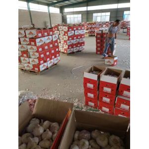China 6.0-6.5 cm normal white garlic export to Brazil by Pioneer Garlic Group