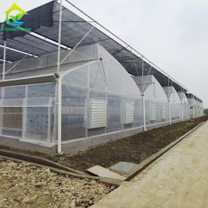 Multi Span Plastic PE Film Agricultural Polytunnel Tomato Strawberry Greenhouse