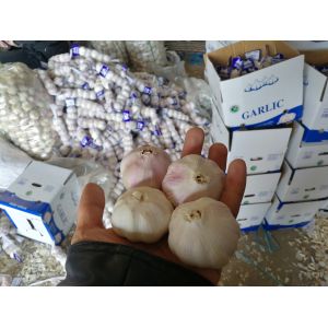 Garlic to Senegal