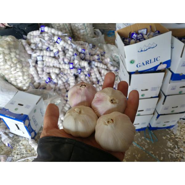 Buy Garlic to Senegal at wholesale prices