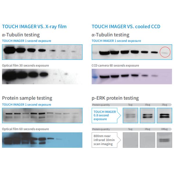 Immunoassay Automated Chemiluminescence Imaging System For Western Blot Transfer Protein Analysis