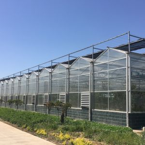 Advanced Hydroponic System for Growing Vegetables in Agricultural Greenhouses