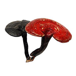 high quality Ganoderma lucidum Extract/ Reishi Extract/Reishi Mushroom Extract
