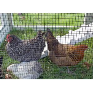 High Durability Galvanized Welded Mesh Rolls For Poultry Raising