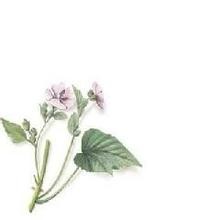 Chinese manufacturer supply Althaea Officinalis Root Extract with competitive
