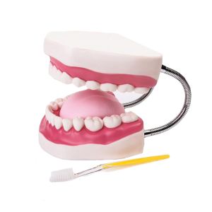 Kindergarten Teaching Children Brush Teeth Toy Dental Care Model
