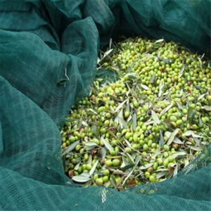 Quality HDPE Olive Net (Harvesting Net) for sale