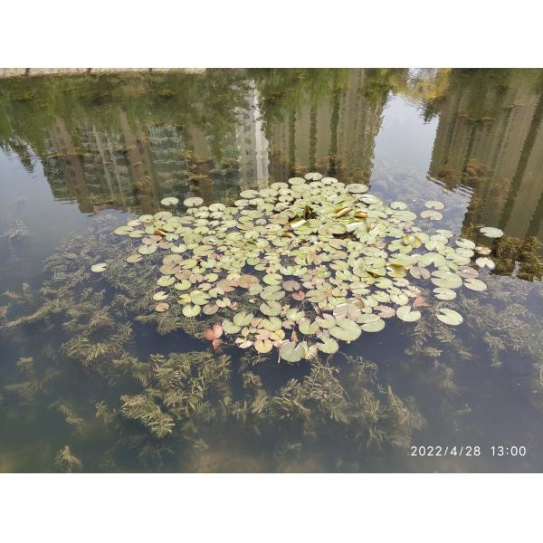 Stainless Mesh Water Hyacinth Water Moss Reed Collection Boat With Storage Bucket