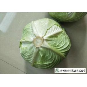 Quality Round Chinese Manufactured Cabbage 2 Kg / Per No Pesticide Residue for sale