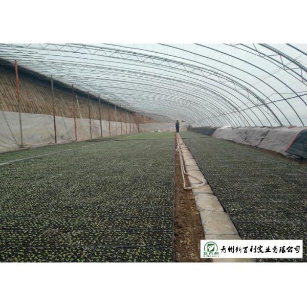 Japan Standard Flat Head Cabbage Own Plantation Supply To Salad Factory
