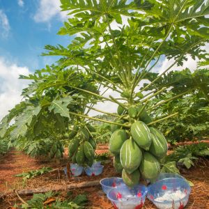 Food Production Papain Enzymes 300USP-6000USP Protease Powder Raw Material