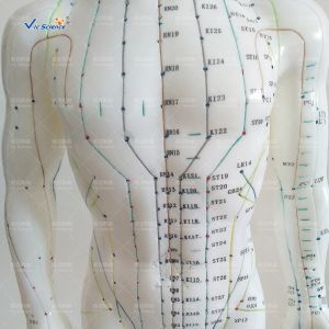 Medical Model Acupuncture Human Body Model for Teaching Mode