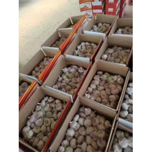 China fresh garlic export to Brazil by loose packing carton box.5.5-6.0cm