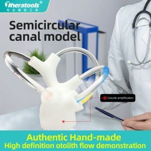 Vertigo Cochlea Inner Ear Cranial Nerve Rehabilitation Anatomical Function