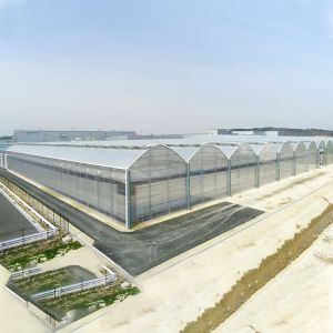 Agricultural Polycarbonate Sheet Greenhouse Turnkey Project Serre Agricole