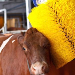 Ergonomic Cattle Scratcher Brush Roller 50cm PP Nylon Material