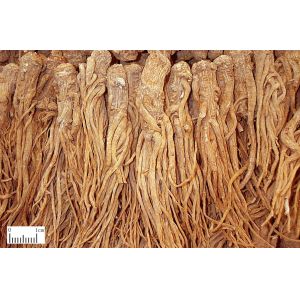 angelica sinensis extract chinese angelica extract--1% Ligustilide, 10:1
