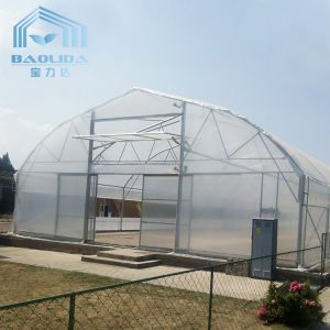 Agriculture Cucumber Chili Single Span Tunnel Plastic Greenhouse With Shading
