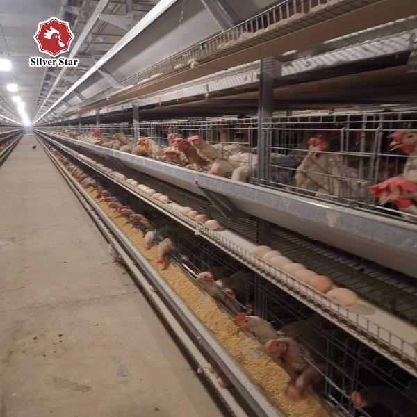 Buy Cold Galvanized Steel Automatic Poultry Cage With Manure Cleaning System at wholesale prices