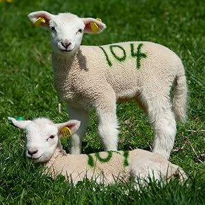 Premier Sprayline Livestock Marking Paint Fast Drying Long Lasting For Sheep Cow Pig