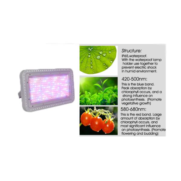 200W IR UV white led plant light , indoor greenhouse full spectrum layout led grow lighting
