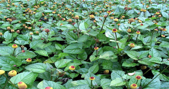 GMP Manufacturer Supplying High Quality Healthy for Hair Spilanthol 10:1 Acmella Oleracea Flower Extract