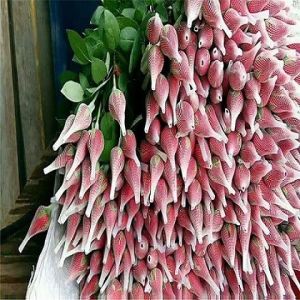 Mesh Packaging Sleeves White PE Extruded Rose Protection Bud Net