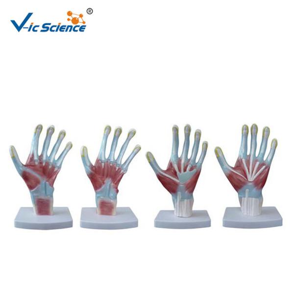 Buy 4pieces/Set Human Hand Pvc Anatomical Medical Model at wholesale prices