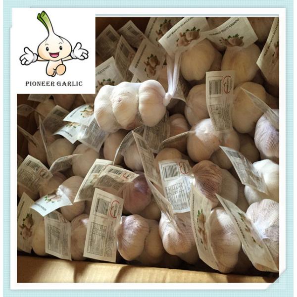 Buy Natural fresh white garlic NORMAL WHITE GARLIC AND PURE WHITE GARLIC at wholesale prices