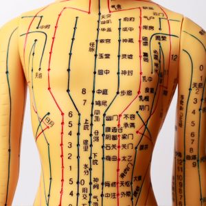 Acupuncture Model With Flexible Joints For Learning Body Structure