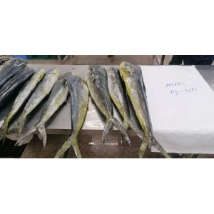 IQF Frozen Mahi Mahi