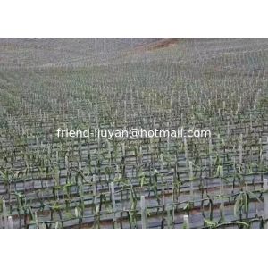 China 100gsm Breathability Polypropylene Ground Cover Land Moisture Pp Woven Fabric on sale