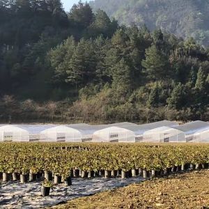 High Tunnel Gothic Plastic Film Covering Single Span Greenhouse For Plants