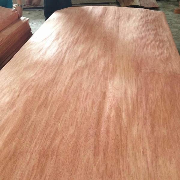 Buy Bintangor veneer at wholesale prices