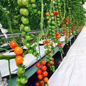 Large-Scale Farming Greenhouse Hydroponic System featuring Temporary Heating