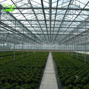 Our Top-Notch Polycarbonate Greenhouse Single Layer 30-100m Length