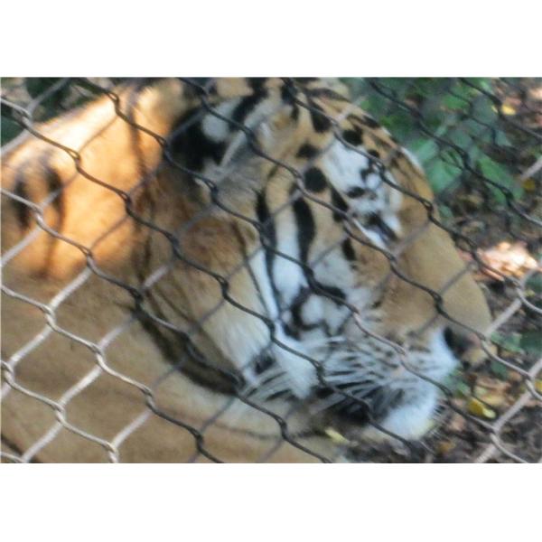 Buy 7x19 Flexible Stainless Steel Rope Mesh Green Wall 316L 304L at wholesale prices