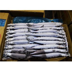Whole Round #2 BQF Freezing Pacific Saury Fresh Frozen Fish