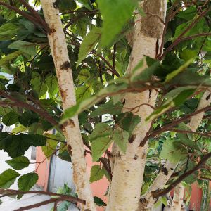 Custom Artificial Landscaping Tree Bonsai Birch Garden Ornaments