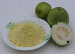 China Guava fruit powder,Guava powder,Guava Extract,Guava Fruit Extract,Guava Leaf Extract, on sale